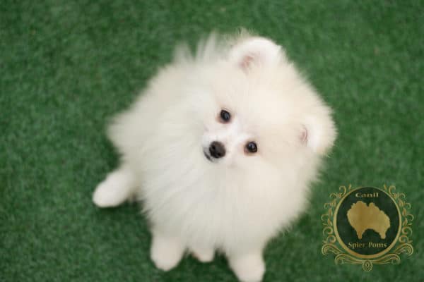 Macho Branco com nuances creme - Spitz Alemão (vendido)
