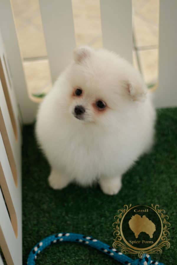 Fêmea Creme - Spitz alemão - Image 7