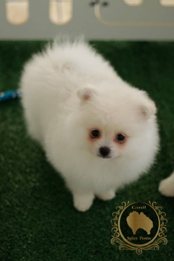 Fêmea Creme - Spitz alemão - Image 8