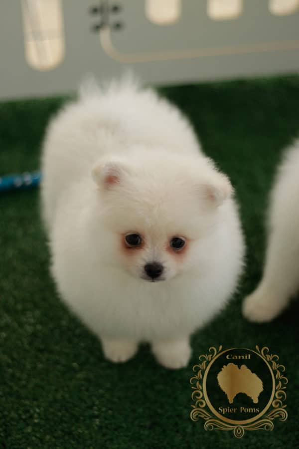 Fêmea Creme - Spitz alemão - Image 6
