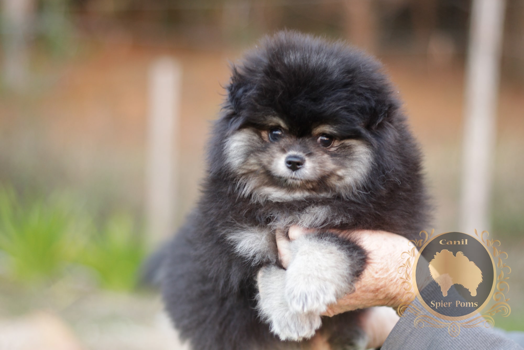 Fêmea Black And Tan de Spitz Alemão Lulu da pomerânia