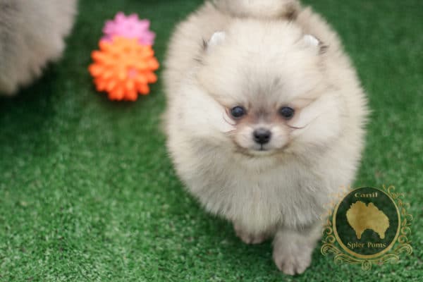 Macho Anão - Creme Sable- Spitz alemão (vendido) - Image 4