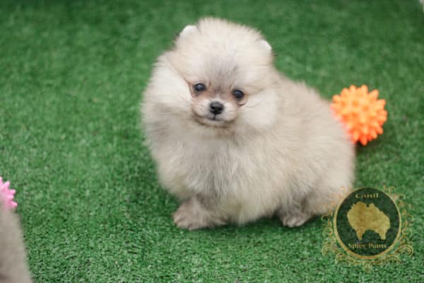 Macho Anão - Creme Sable- Spitz alemão (vendido)