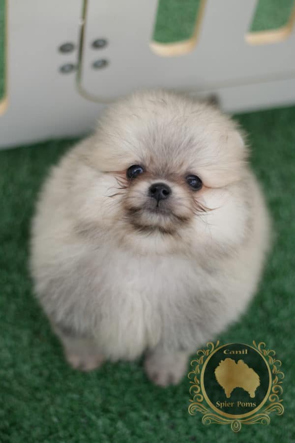 Macho Anão - Creme Sable- Spitz alemão (vendido) - Image 2