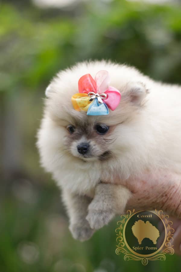 Fêmea Anã - Creme Sable- Spitz alemão - Image 3