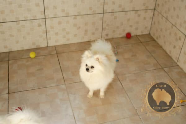 Macho Branco Pérola - Image 7