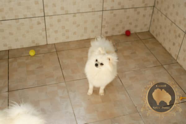 Macho Branco Pérola - Image 6