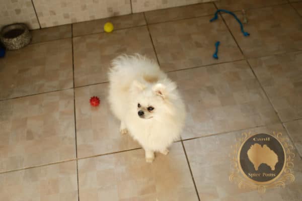 Macho Branco Pérola - Image 5