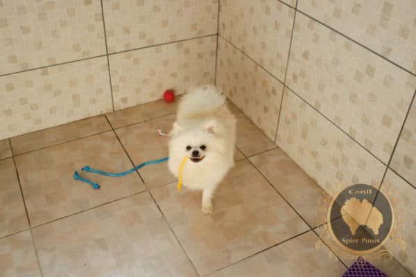 Macho Branco Pérola - Image 3