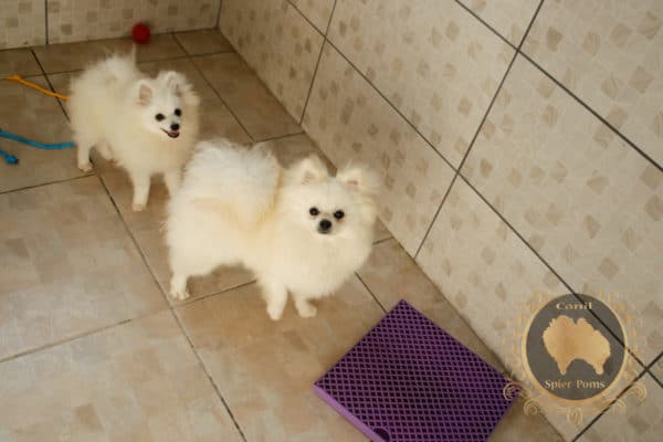 Macho Branco Pérola - Image 2