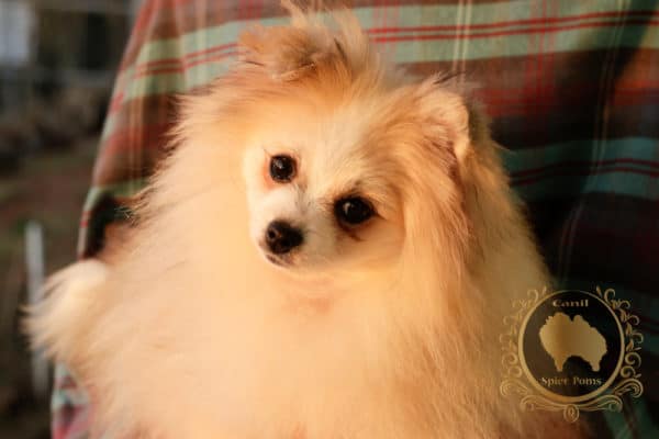 Fêmea Particolor - Spitz alemão (2 anos) - Image 11
