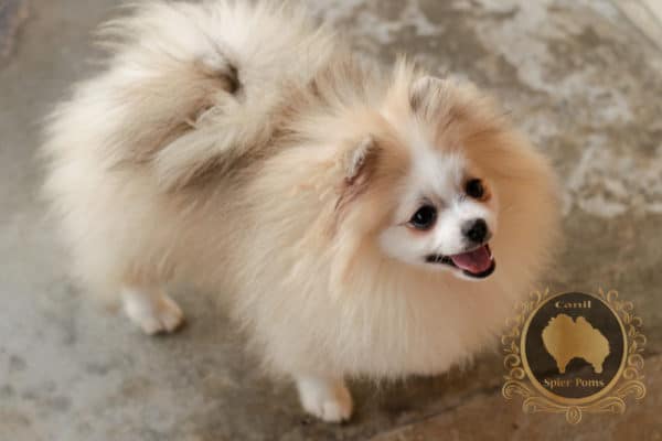 Fêmea Particolor - Spitz alemão (2 anos)