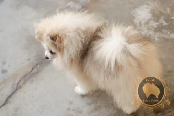 Fêmea Particolor - Spitz alemão (2 anos) - Image 5