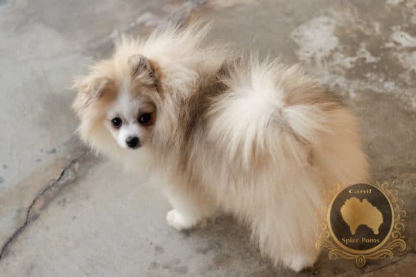 Fêmea Particolor - Spitz alemão (2 anos) - Image 3