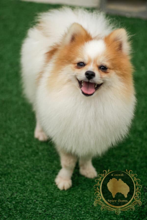 Macho Particolor - Spitz alemão (Vendido) - Image 2