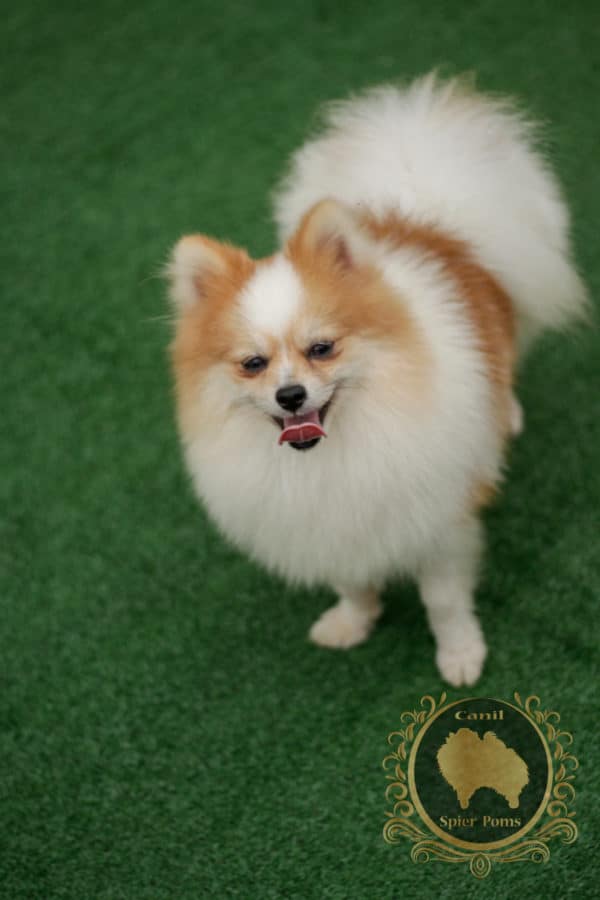 Macho Particolor - Spitz alemão (Vendido) - Image 4