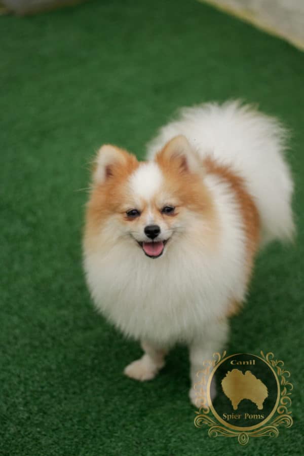 Macho Particolor - Spitz alemão (Vendido) - Image 5