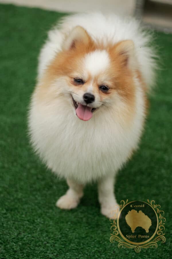 Macho Particolor - Spitz alemão (Vendido) - Image 6