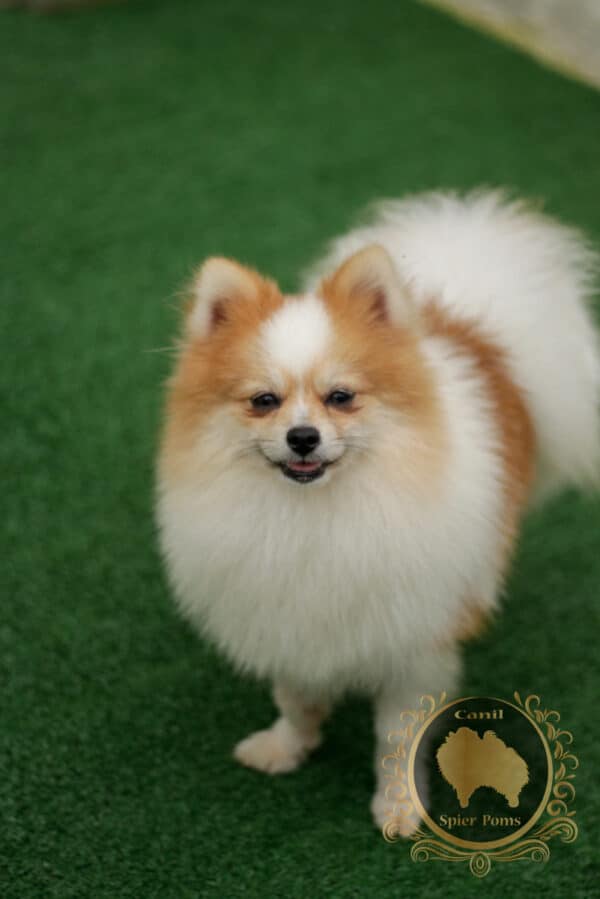 Macho Particolor - Spitz alemão (Vendido) - Image 7