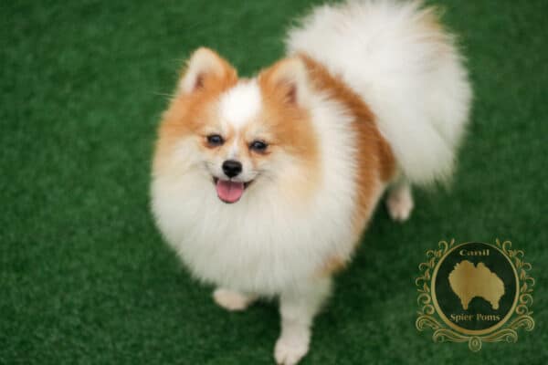 Macho Particolor - Spitz alemão (Vendido)