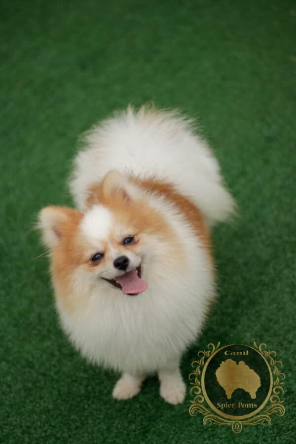 Macho Particolor - Spitz alemão (Vendido) - Image 10