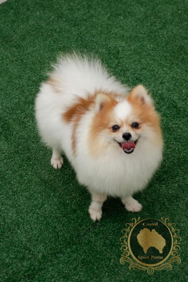 Macho Particolor - Spitz alemão (Vendido) - Image 11