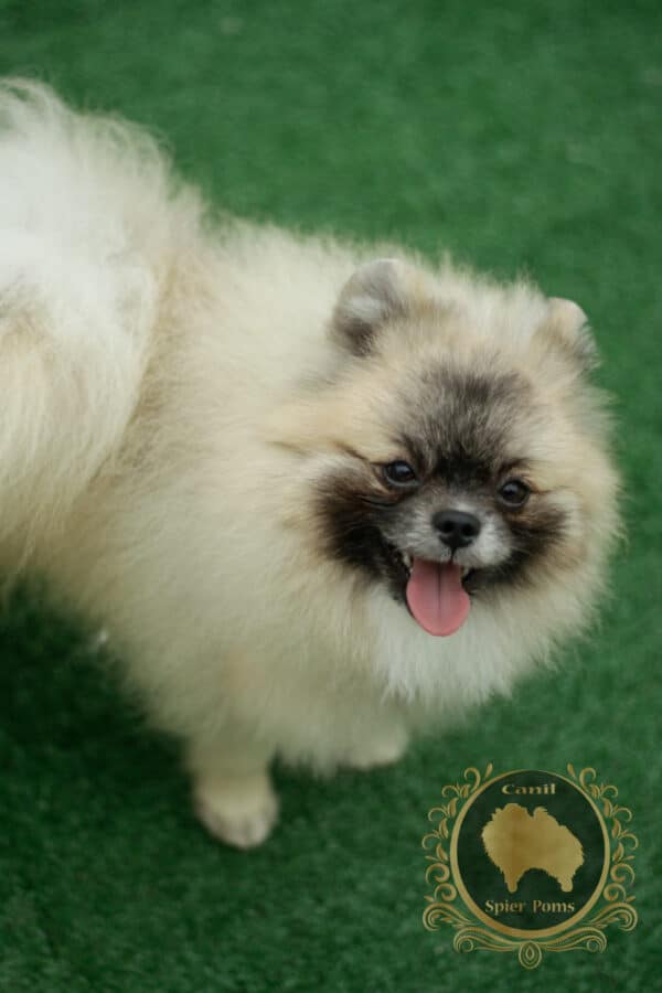 Macho Creme Sable- Spitz alemão ** Fofão ** - Image 2