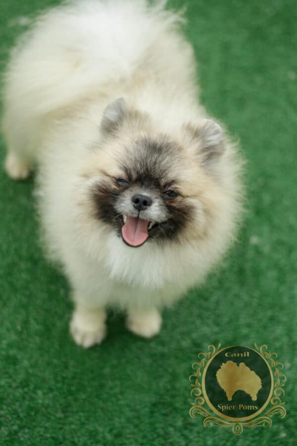 Macho Creme Sable- Spitz alemão ** Fofão **
