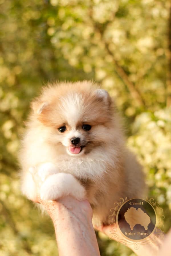 Macho Particolor Anão - Spitz alemão (Baby Face) - Image 19