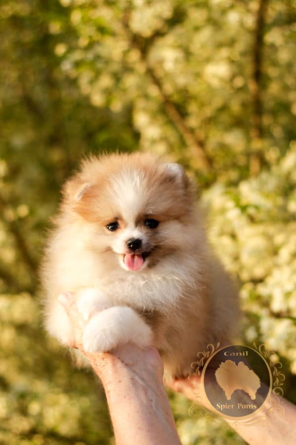 Macho Particolor Anão - Spitz alemão (Baby Face) - Image 18