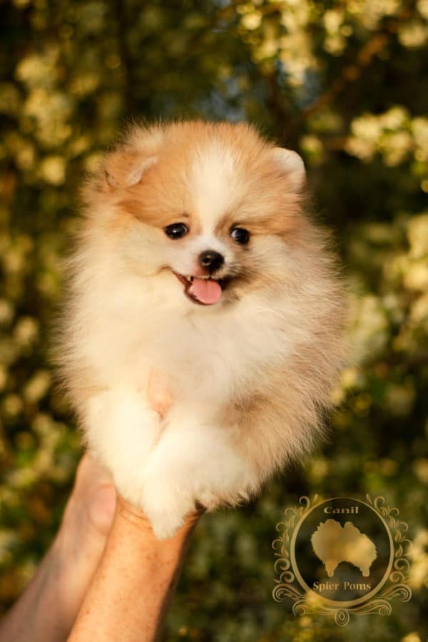 Macho Particolor Anão - Spitz alemão (Baby Face) - Image 17