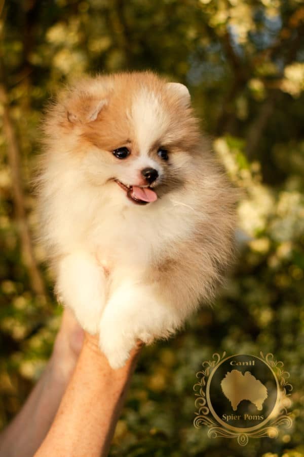 Macho Particolor Anão - Spitz alemão (Baby Face) - Image 16