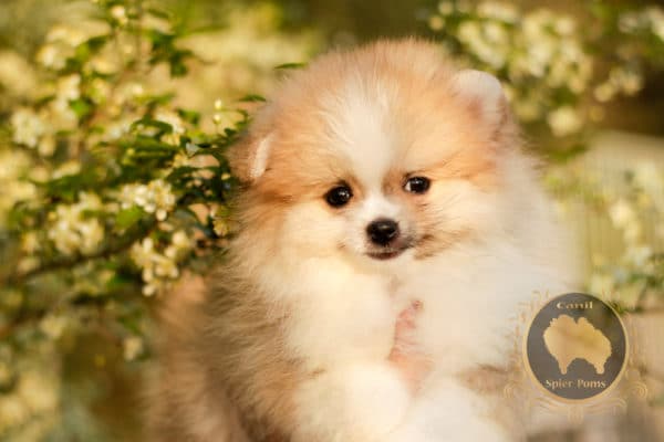 Macho Particolor Anão - Spitz alemão (Baby Face) - Image 15