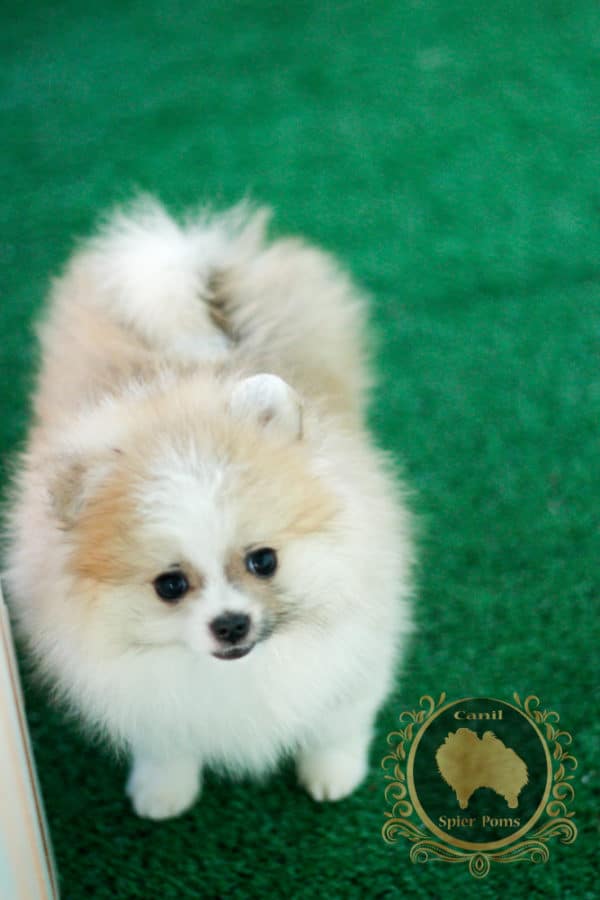 Macho Particolor Anão - Spitz alemão (Baby Face) - Image 13
