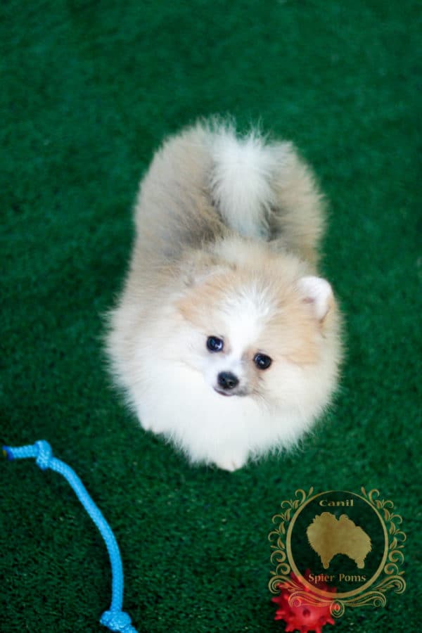 Macho Particolor Anão - Spitz alemão (Baby Face) - Image 12