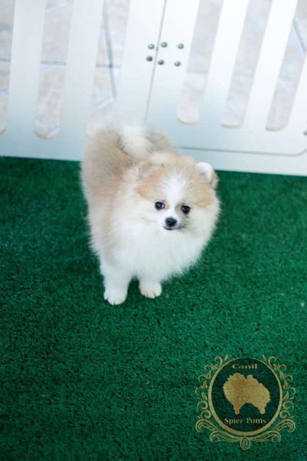 Macho Particolor Anão - Spitz alemão (Baby Face) - Image 11
