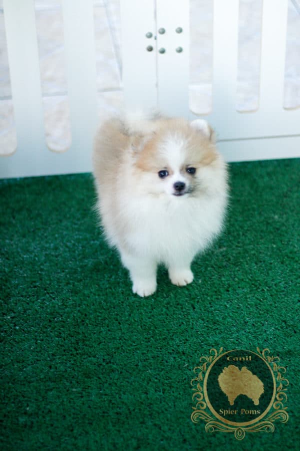 Macho Particolor Anão - Spitz alemão (Baby Face) - Image 10