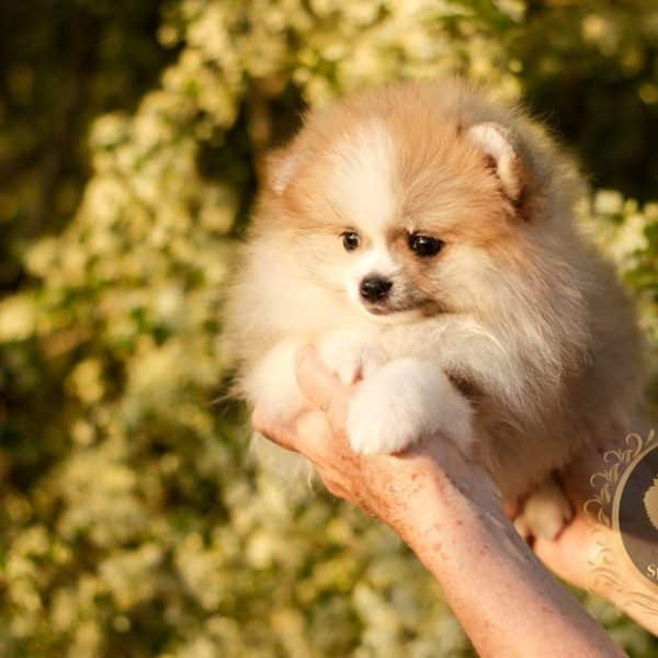 Macho Particolor Anão - Spitz alemão (Baby Face) - Image 8