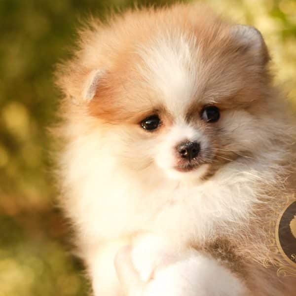 Macho Particolor Anão - Spitz alemão (Baby Face) - Image 7