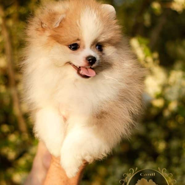Macho Particolor Anão - Spitz alemão (Baby Face) - Image 6