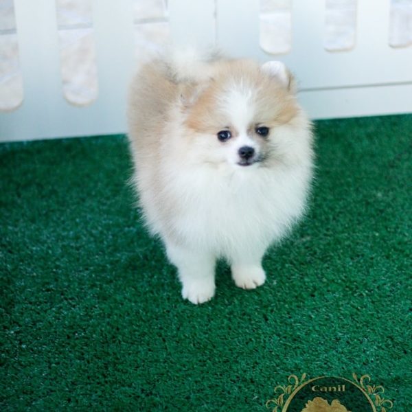 Macho Particolor Anão - Spitz alemão (Baby Face)