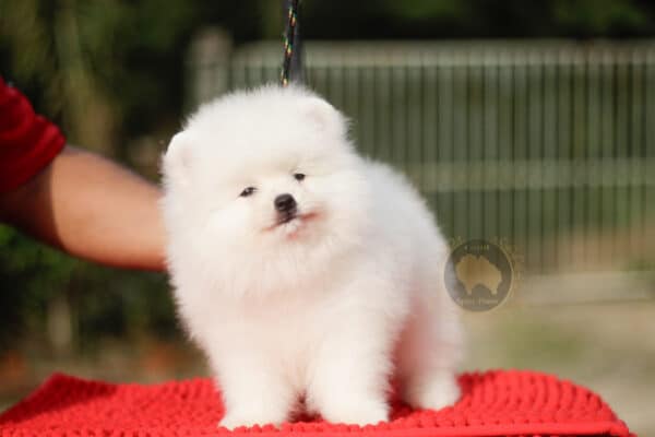 Macho Spitz Alemão Branco Pérola (Vendido) - Image 8