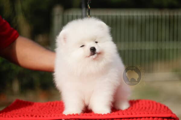 Macho Spitz Alemão Branco Pérola (Vendido) - Image 7