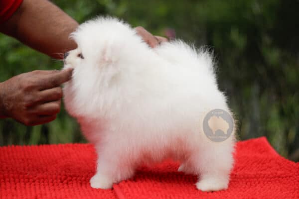 Macho Spitz Alemão Branco Pérola (Vendido) - Image 6
