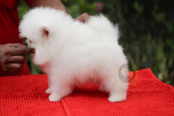 Macho Spitz Alemão Branco Pérola (Vendido) - Image 5