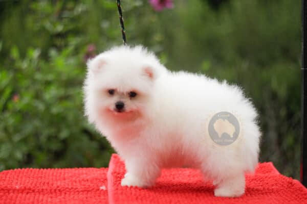 Macho Spitz Alemão Branco Pérola (Vendido) - Image 4