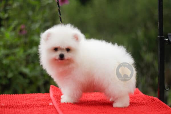 Macho Spitz Alemão Branco Pérola (Vendido)