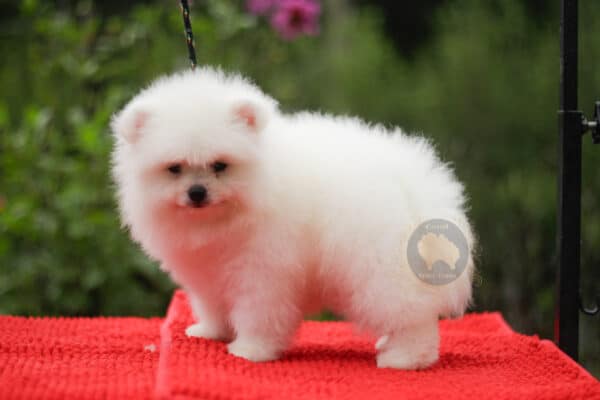 Macho Spitz Alemão Branco Pérola (Vendido) - Image 2