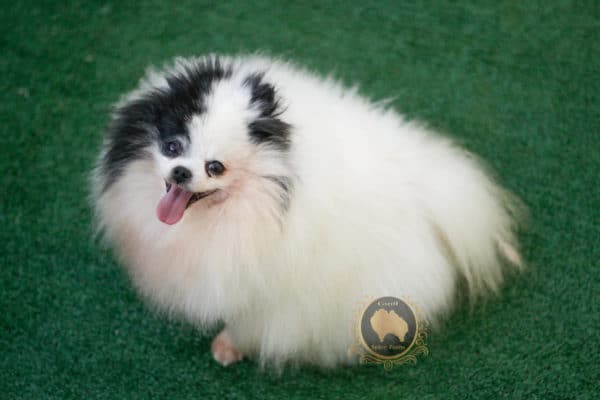 Lulu da Pomerânia Mini