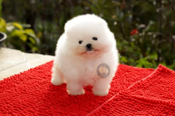 Macho Branco Neve Baby Face (Alto Padrão)